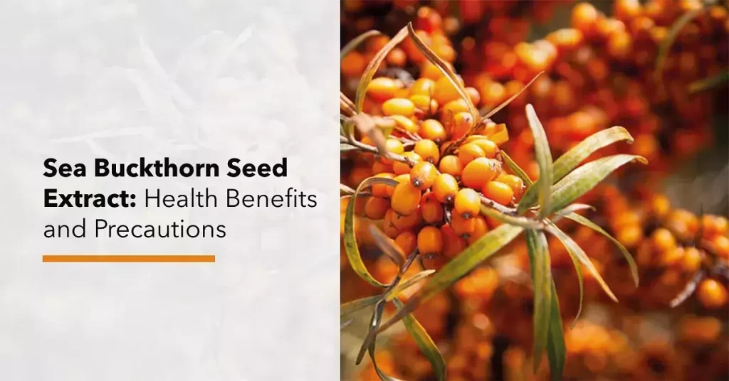 The Sea Buckthorn Berry and Oil – Weight Loss Benefits and Side Effects