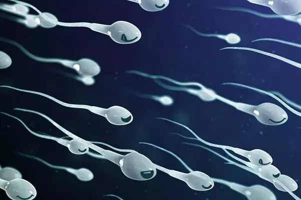 Enrichment Male Enhancement – Improve low sperm count and decreased libido