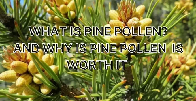 What is Pine Pollen?